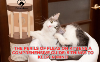 The Perils of Fleas on Kittens A Comprehensive Guide: 5 things to keep in mind