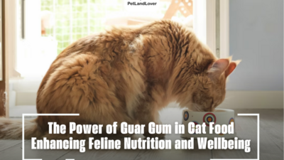 The Power of Guar Gum in Cat Food Enhancing Feline Nutrition and Wellbeing