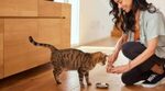 The Nutritional Power of Guar Gum in Cat food