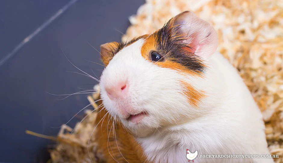 guinea pigs 