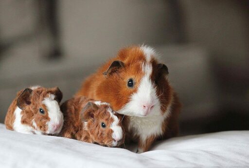 what does it mean when guinea pigs make noises