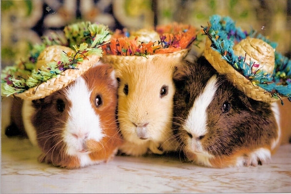 guinea pig odor control