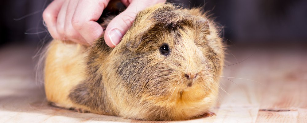 guinea pigs