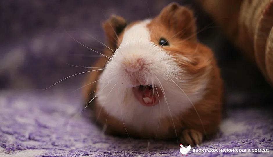 What does it mean when guinea pigs make noises?