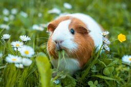 Guinea Pigs