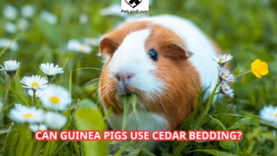 Can Guinea Pigs Use Cedar Bedding?