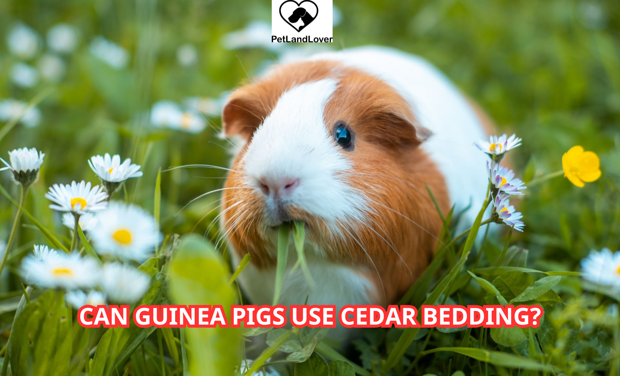 Can Guinea Pigs Use Cedar Bedding?