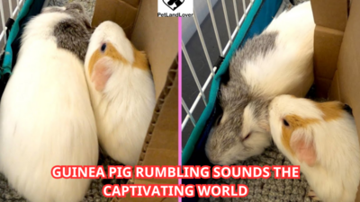 Guinea Pig Rumbling Sounds The Captivating World