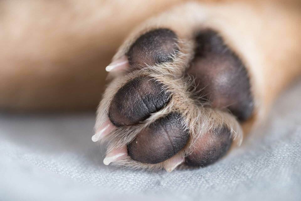 healthy-dog-paw