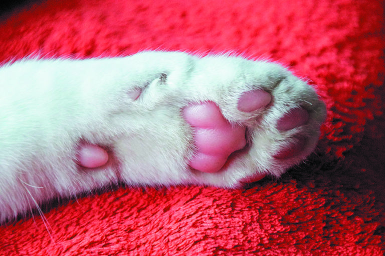 healthy-dog-paw