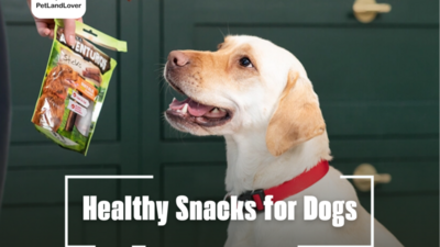 Healthy Snacks for Dogs