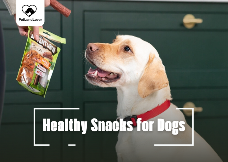 Healthy Snacks for Dogs