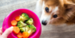 Healthy Snacks for Dogs