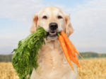 Healthy Snacks for Dogs