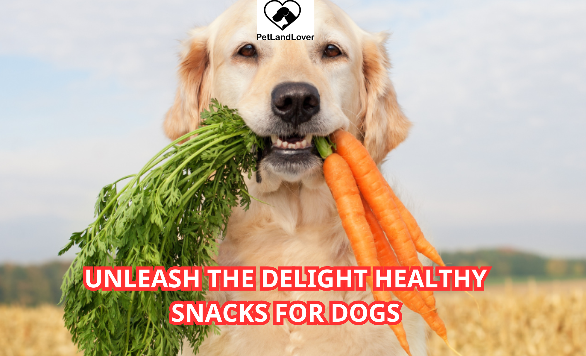 Unleash the Delight Healthy Snacks for Dogs