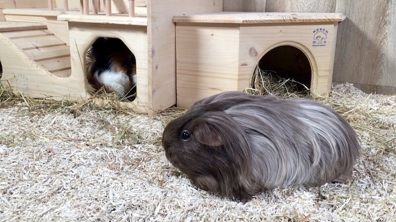 hemp bedding for guinea pigs