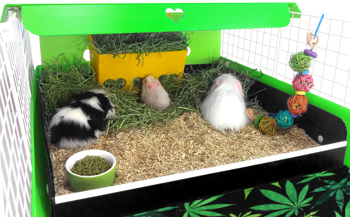 hemp bedding for guinea pigs