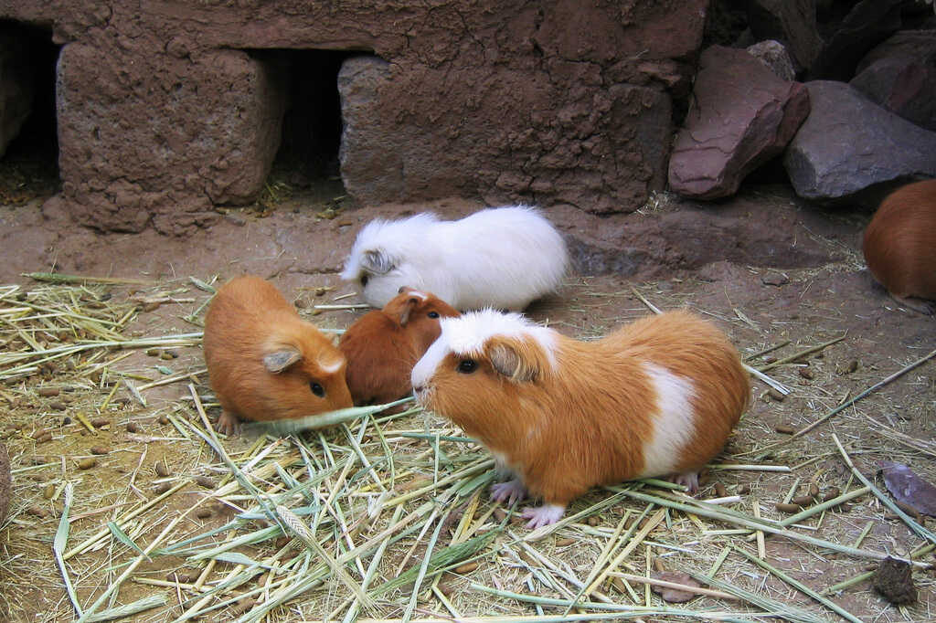 hemp bedding for guinea pigs