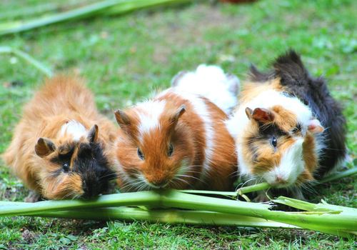 hemp bedding for guinea pigs