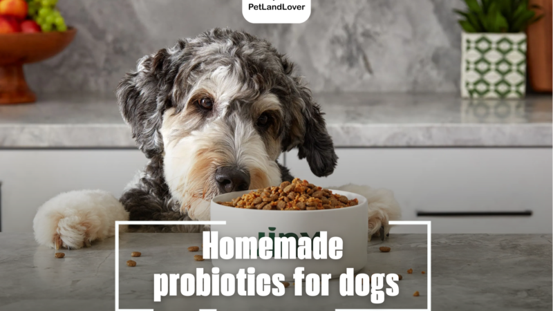 Homemade probiotics for dogs