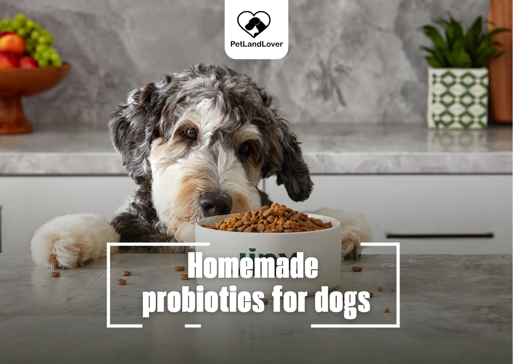 Homemade probiotics for dogs