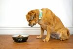 Homemade probiotics for dogs