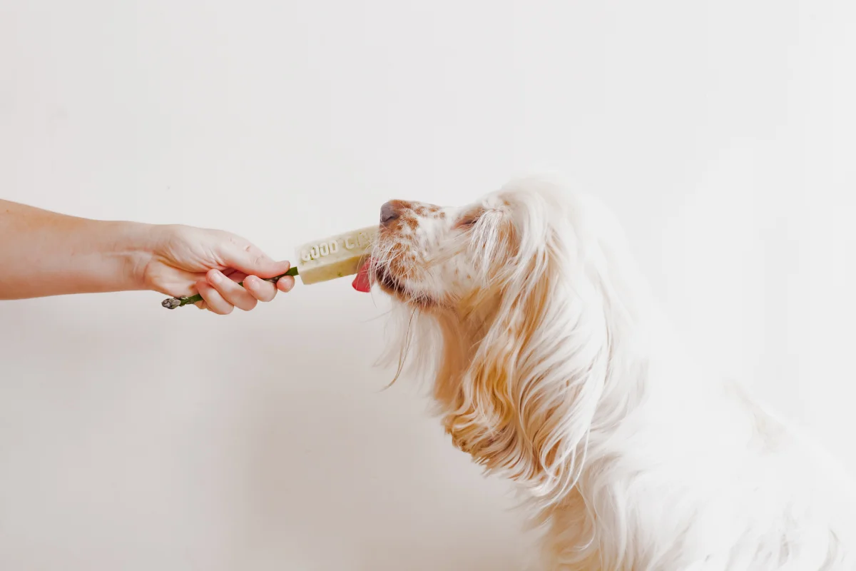 Homemade Probiotics for Dogs