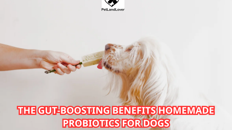 The Gut-Boosting Benefits Homemade Probiotics for Dogs