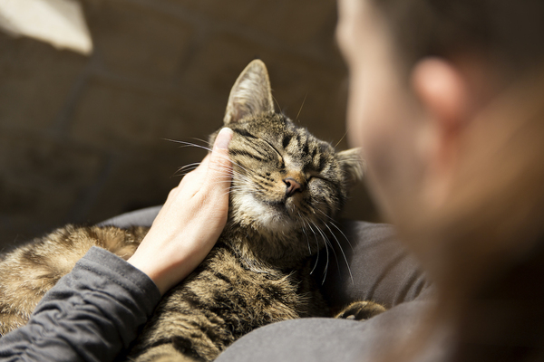 How Do Cats Say Thank You?