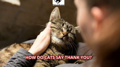 How Do Cats Say Thank You?