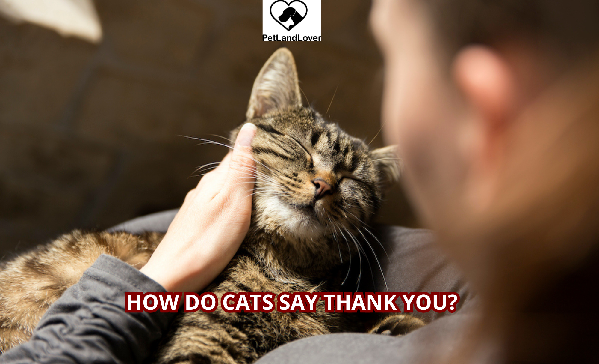 How Do Cats Say Thank You?