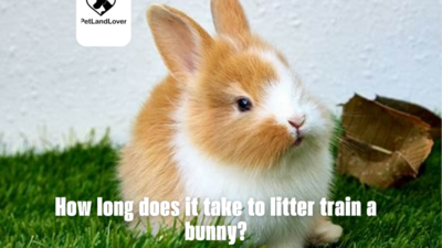 How long does it take to litter train a bunny?