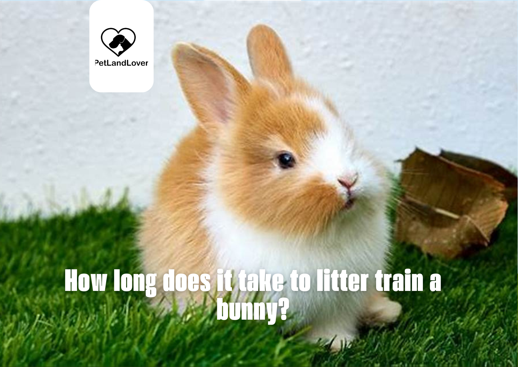 How long does it take to litter train a bunny?