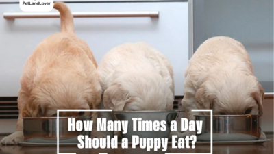 How Many Times a Day Should a Puppy Eat?