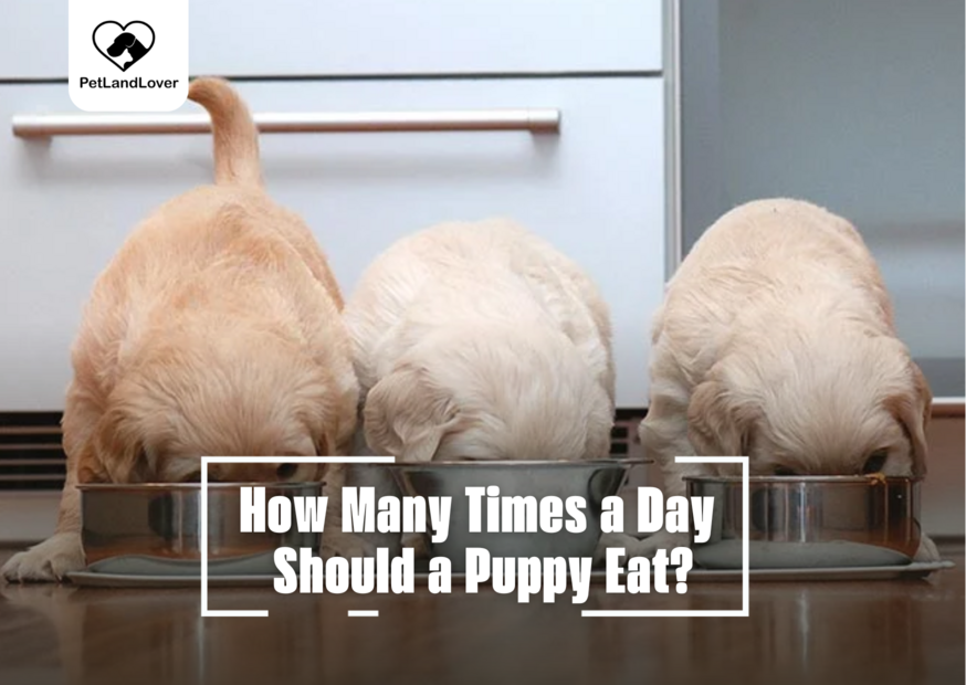 How Many Times a Day Should a Puppy Eat?