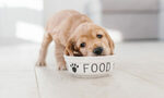 How Many Times a Day Should a Puppy Eat?