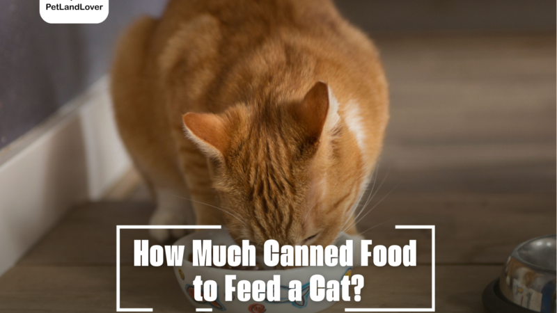 How Much Canned Food to Feed a Cat?