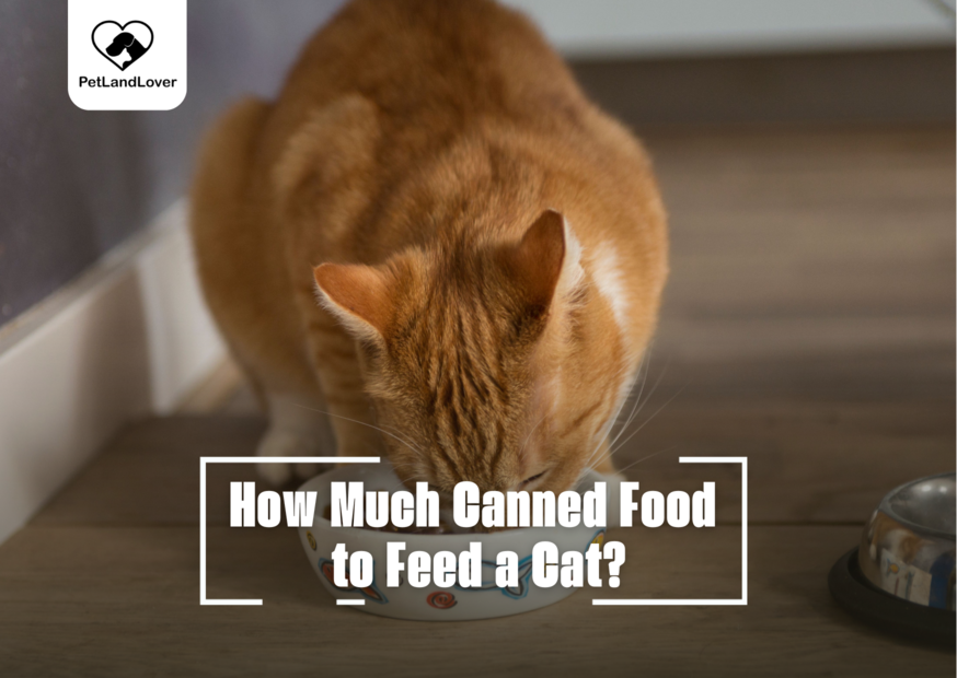 How Much Canned Food to Feed a Cat?