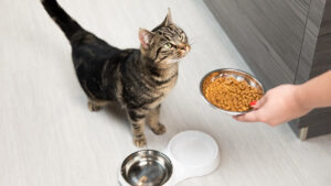 How Much Canned Food to Feed a Cat?