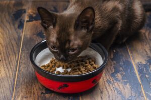 How Much Canned Food to Feed a Cat?