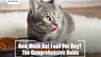 How Much Cat Food Per Day? The Comprehensive Guide