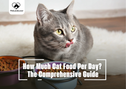 How Much Cat Food Per Day? The Comprehensive Guide