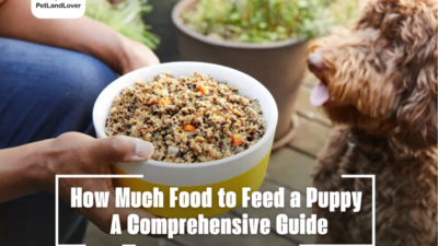 How Much Food to Feed a Puppy A Comprehensive Guide