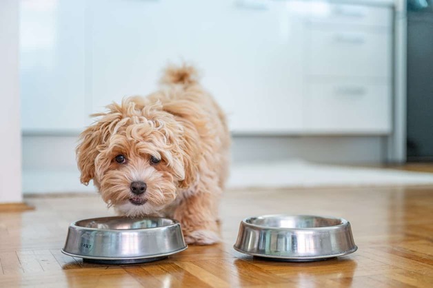 How Much Should Puppy Eat?