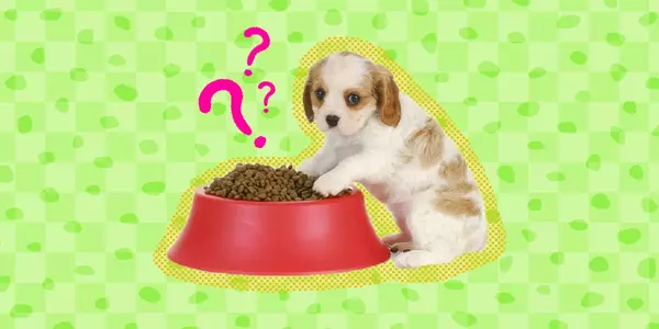 How Much Should Puppy Eat?