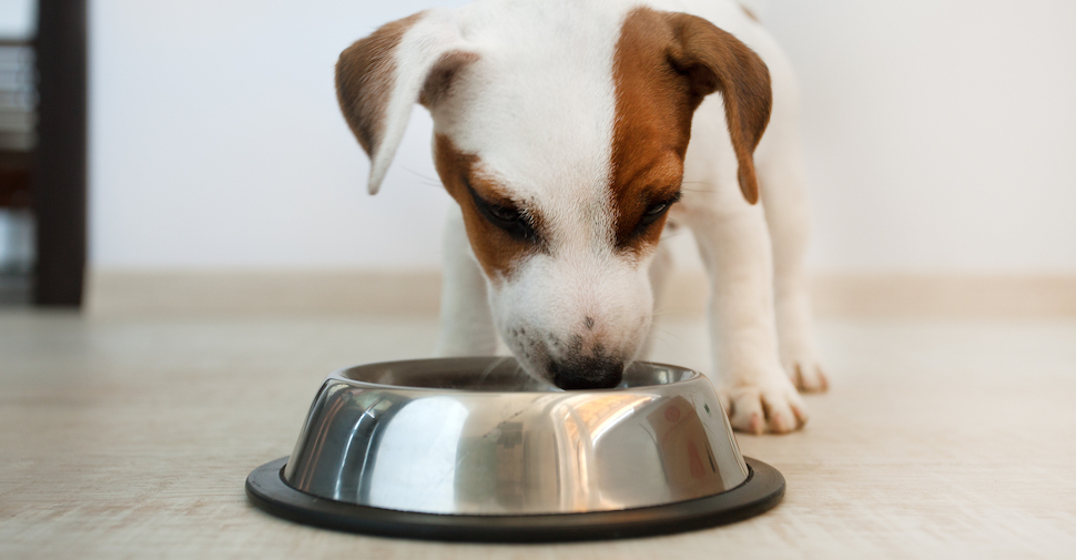 How Much Should Puppy Eat?