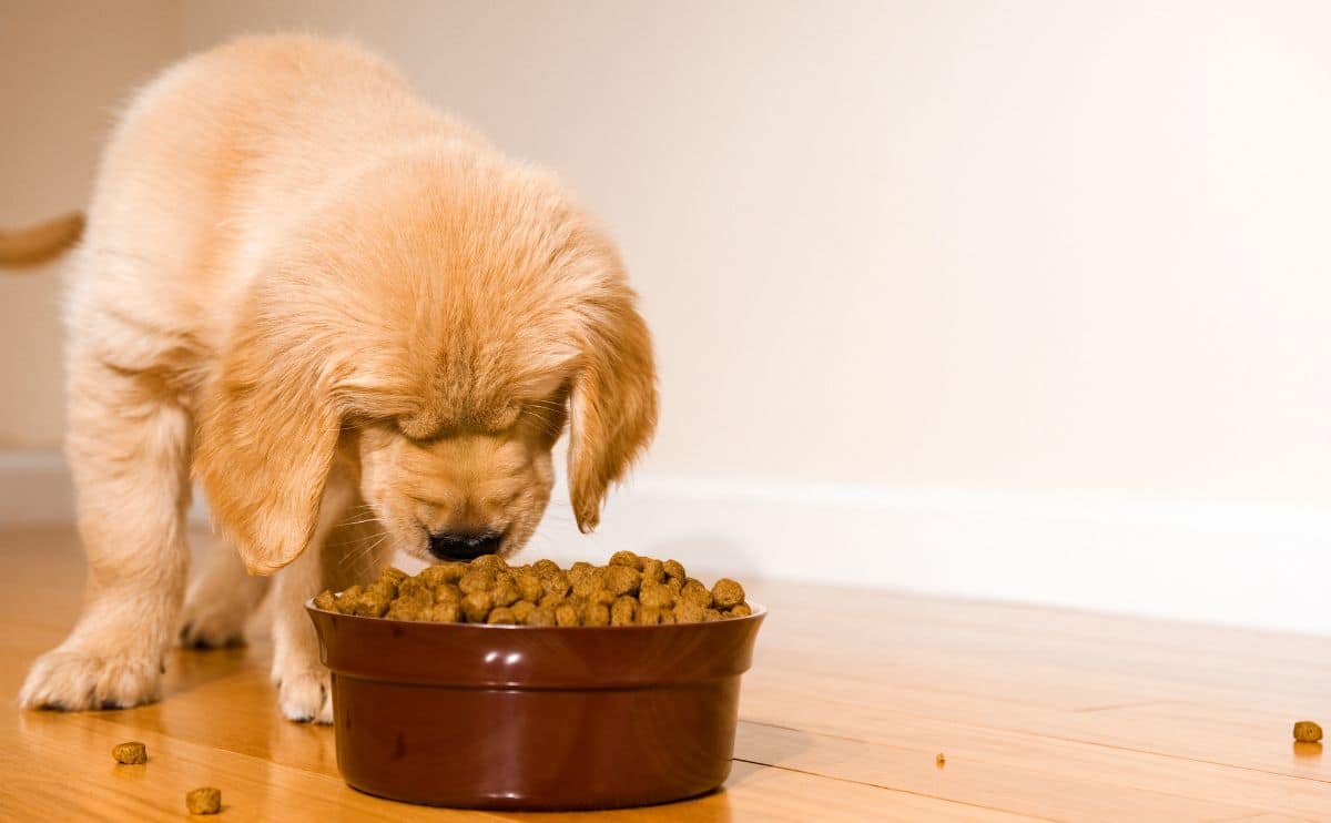 How Much Should Puppy Eat?