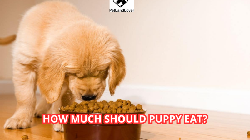 How Much Should Puppy Eat?