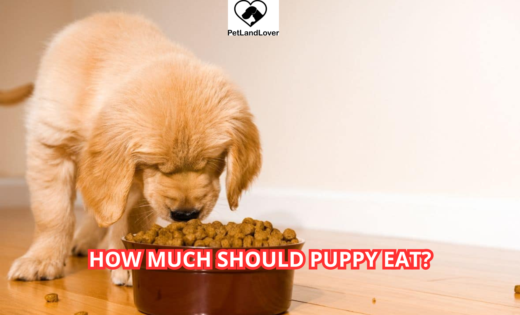 How Much Should Puppy Eat?