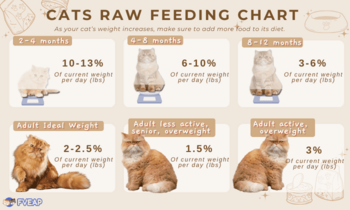 How often should cats be fed